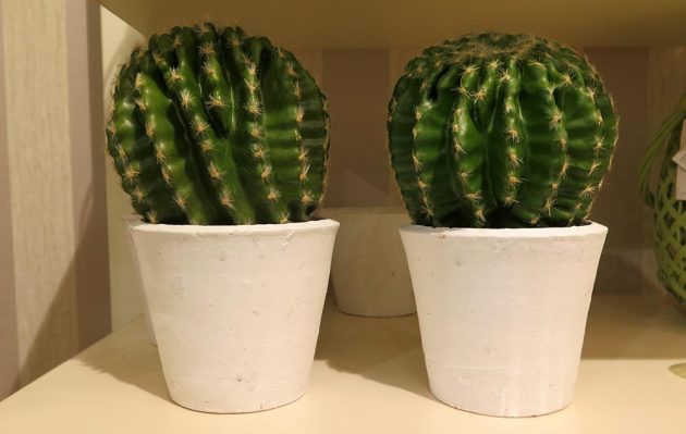 vestacki-kaktusi